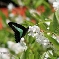 ✨柔らかい写真に✨Canon EF 100-300mm F5.6 作例有り CANON EF100-300mm F5.6Lで撮影された写真 - 価格.com