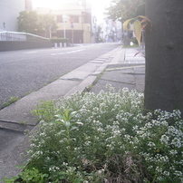 Pentax Optio 750z 作例あり PENTAX(ペンタックス)のデジタルカメラOptio 750Z で撮影した写真(画像