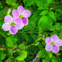 CANON(キヤノン)のデジタルカメラPowerShot SX710 HS で撮影した写真