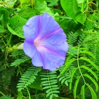 CANON(キヤノン)のデジタルカメラPowerShot SX710 HS で撮影した写真