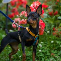 HASSELBLAD(ハッセルブラッド)のレンズ XCD 2.8/65mm で撮影した写真