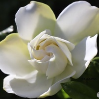 薔薇が終わるころ