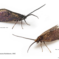 蛾001 コバネガ科 Micropterigidae
