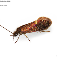 蛾002 スイコバネガ科 Eriocraniidae