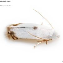 蛾005 ヒラタモグリガ科 Opostegidae