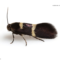 蛾006 ツヤコガ科 Heliozelidae