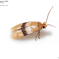蛾004 モグリチビガ科 Nepticulidae