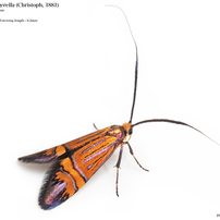 蛾007 ヒゲナガガ科 Adelidae