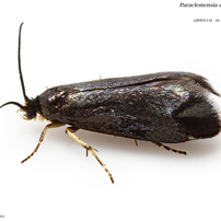 蛾008 マガリガ科 Incurvariidae