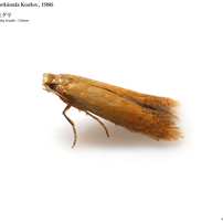 蛾009 ムモンハモグリガ科 Tischeriidae