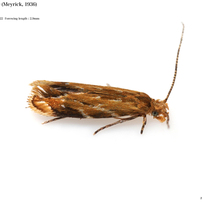 蛾011 科和名未定（スジモンヒロズコガ類）Dryadaulidae