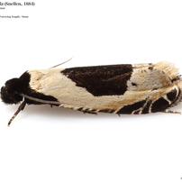 蛾012 ヒロズコガ科#1 Tineidae