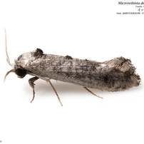 蛾013 ヒロズコガ科#2 Tineidae
