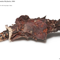 蛾014 ミノガ科 Psychidae
