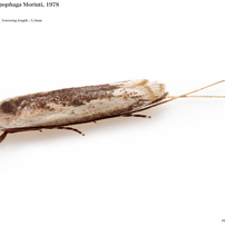 蛾015 ヒカリバコガ科 Roeslerstammiidae