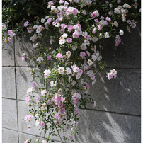 COSINA(コシナ)のレンズ フォクトレンダー COLOR-SKOPAR vintage line