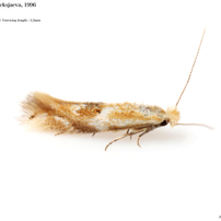 蛾016 チビガ科 Bucculatricidae