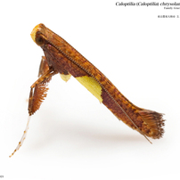 蛾017 ホソガ科#1 Gracillariidae