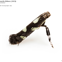 蛾018 ホソガ科#2 Gracillariidae