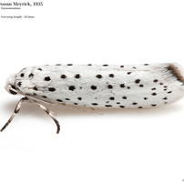 蛾020 スガ科 Yponomeutidae