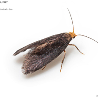 蛾021 ニセスガ科 Praydidae