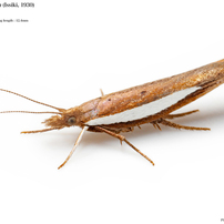 蛾022 クチブサガ科 Ypsolophidae