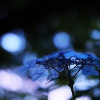 SIGMA(シグマ)のレンズ 56mm F1.4 DC DN [キヤノンM用] で撮影した写真 