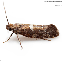 蛾024 アトヒゲコガ科 Acrolepiidae