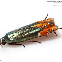 蛾025 ホソハマキモドキガ科 Glyphipterigidae