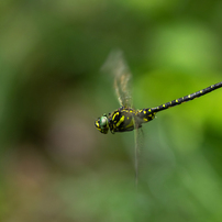 ■美品■SAMYANG 135mm F2 ED UMC For PENTAX SAMYANG 135mm F2.0 ED UMC」と写真と私｜Aki Yamaki