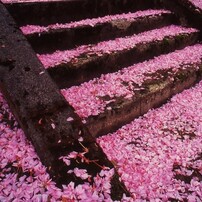 花吹雪の舞