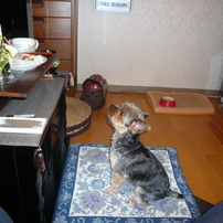 【作例あり】Panasonic LUMIX DMC-FX50 コンデジ backend=imagemagick;version=1;
