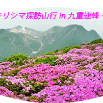 ミヤマキリシマ探訪山行 in 九重連峰2012A