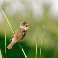 野鳥色々