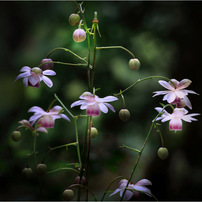 花々