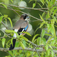 CANON(キヤノン)のレンズ EF500mm F4.5L USM で撮影した写真(画像)一覧