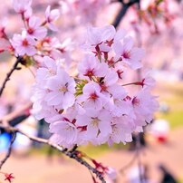 花撮001