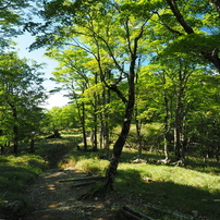 2023初夏・大台ヶ原 4 of 13