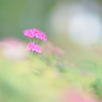 OTHERS(その他)のレンズ KAMLAN 50mm F1.1 II [マイクロフォーサーズ用