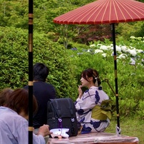 20230613三室戸寺アジサイ−２