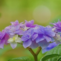 20230621長居公園アジサイ