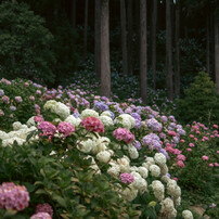 服部農園（茂原）の紫陽花