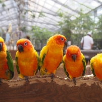 野山の鳥の写真 画像 写真集 写真共有サイト Photohito