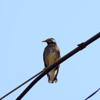 TAMRON(タムロン)のレンズ SP AF 70-210mm F/2.8 LD (Model 67D