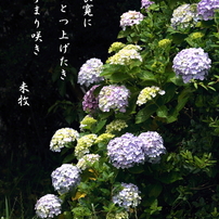 写真句：手まり咲き