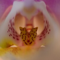 PENTAX(ペンタックス)のデジタル一眼PENTAX K100D で撮影した写真(画像