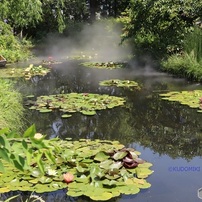 屋上庭園の池