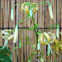 花・果実-34：庭園・公園・野山