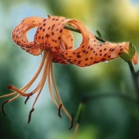 SIGMA(シグマ)のレンズ APO 70-300mm F4-5.6 DG MACRO モーター内蔵