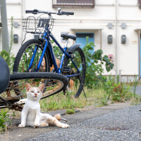 ツバメが飛んだ日